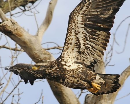 Juvenile Bald Eagle (In flight)の写真素材