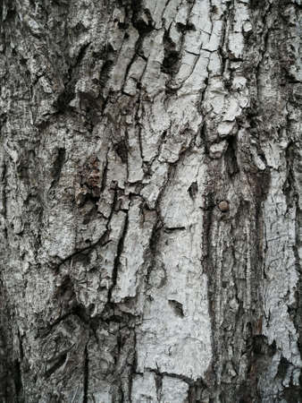 Old nuts grey barkの写真素材