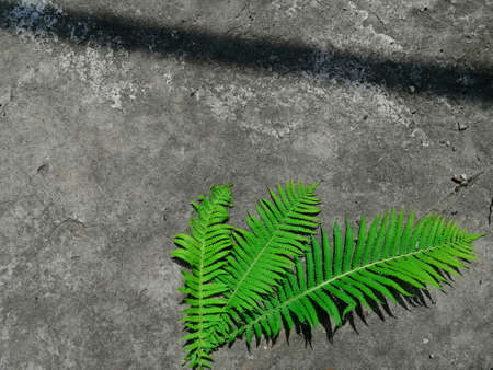 Contrast green fern leaves with grey concreteの写真素材