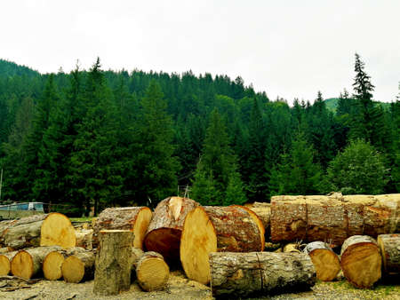 Cutting wood next to the forest, log