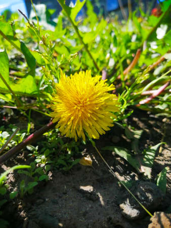 Yellow dandelion on the background of the lawn in springの写真素材