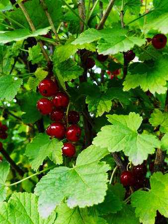 Red currants stand out beautifully against the background of leavesの写真素材