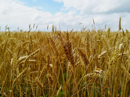 Golden wheat ready for harvestの写真素材