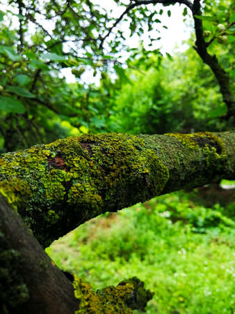 Dense moss on a branch of mulberry tree