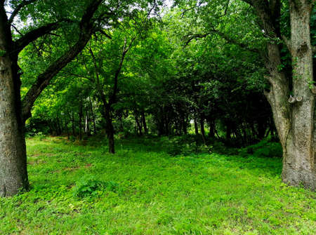 Small green forest without coniferous trees
