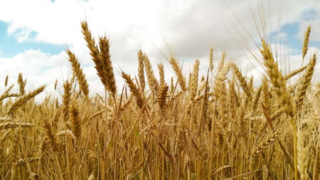 Cloudy sky and wheat fieldの写真素材