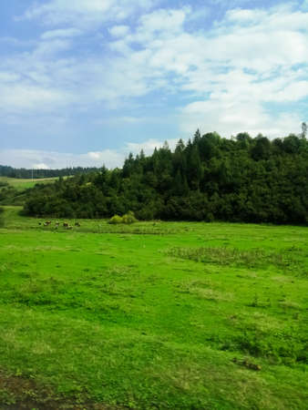 Under the cloudy sky green fieldの写真素材