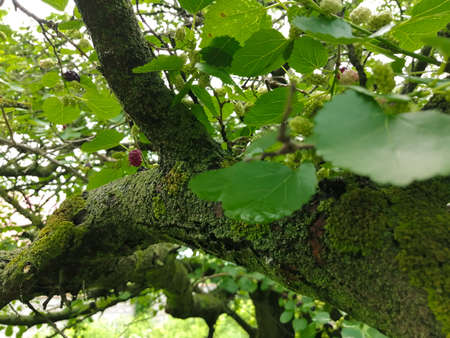 Green moss covered a branch of mulberryの写真素材