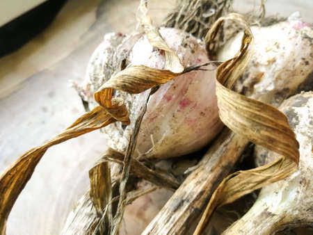 Collected young garlic on the tableの写真素材