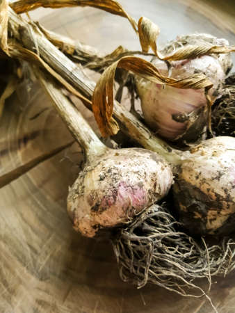 Garlic only from the garden lies on the tableの写真素材