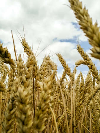 Foreground - blurred spikelets, background - clear wheat linesの写真素材
