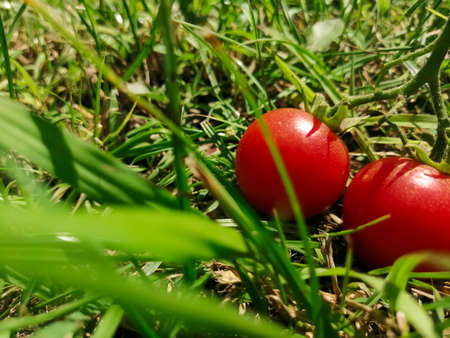 In the green grass lies two cherry tomatoesの写真素材