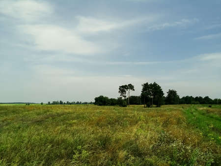 Trees next to the field under the cloudy skyの写真素材