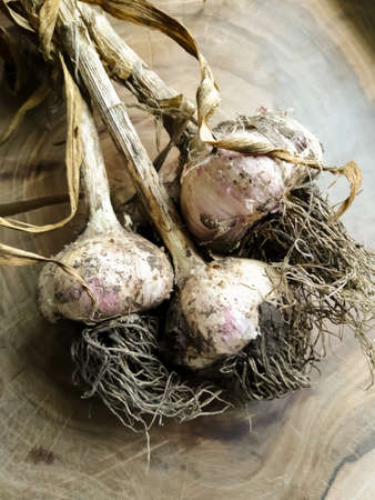 Dirty garlic from the garden lies on the board