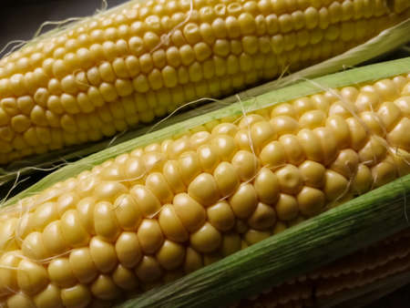 Young corn in the peel close-upの写真素材