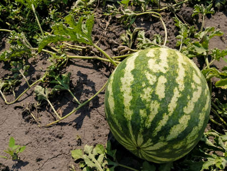 Large, ripe watermelon in the bedの写真素材