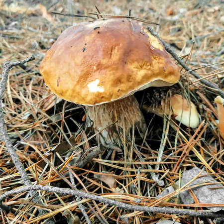 Beautiful white mushroom grows in the forest among coniferous needlesの写真素材