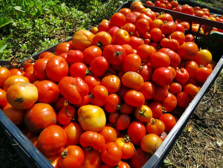 The harvest of large and small tomatoes is collected in boxesの写真素材