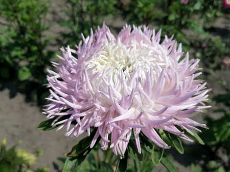 Light astra with a pink tinge in the gardenの写真素材