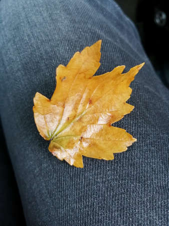Autumn maple leaf lies on jeansの写真素材