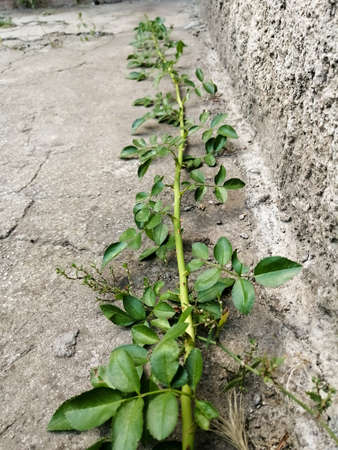 Along the wall there is a whip of a curly roseの写真素材