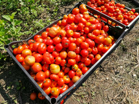 Two overflowing boxes of tomatoes - a big harvestの写真素材