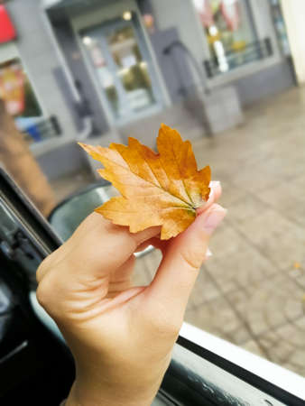 Tenderness of autumn leaf in a woman's hand