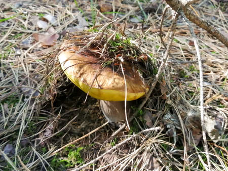 Beautiful white mushroom with a cap covered with needlesの写真素材