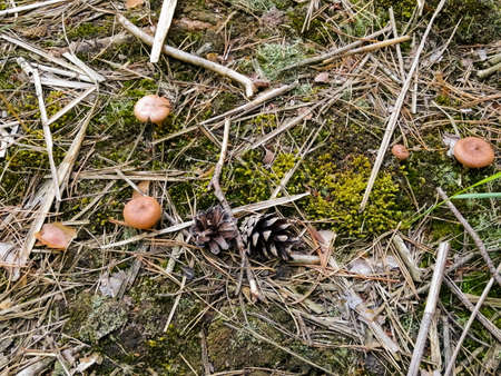 Mushrooms grow on dried up olotの写真素材