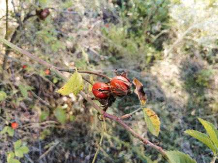 Dried rosehip berries on a bushの写真素材