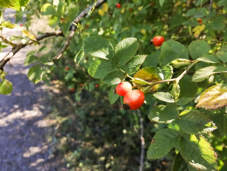 On a green bush ripen thorn berriesの写真素材