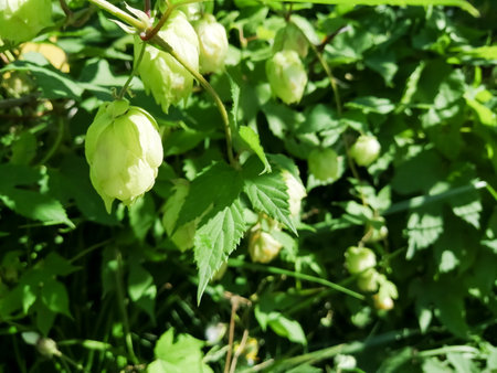 Green hop cones in abundance of green foliageの写真素材