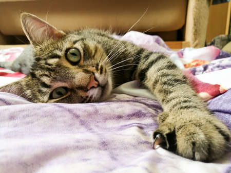 The cat lies on a colored sheet and stretches his paw forwardの写真素材