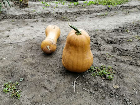 Two pumpkins in the garden after harvestingの写真素材