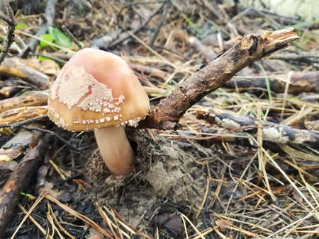 Mushroom of unknown variety grows from under the stickの写真素材