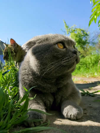 Scottish Fold Cat Looks Upの写真素材