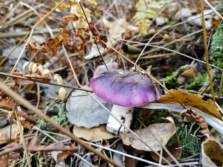 Purple mushroom cap on a white leg. Autumn forest.の写真素材