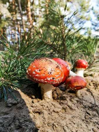 Under the spruce branch lined red mushrooms fly agaricsの写真素材