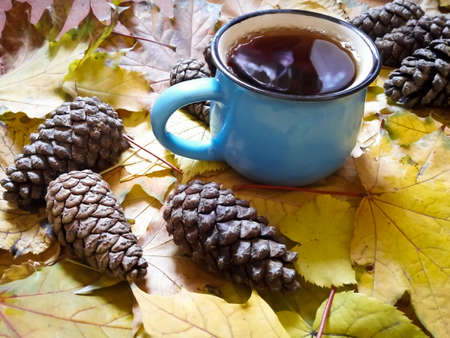 Hot tea in a blue cup and scattered cones on yellow leavesの写真素材