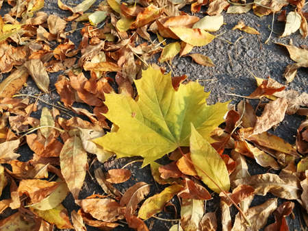 Maple, colorful leaf in the center of small fallen leaves. A striking contrast.の写真素材