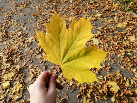 Beautiful maple leaf in hand. The background is fallen foliation on the asphalt.の写真素材