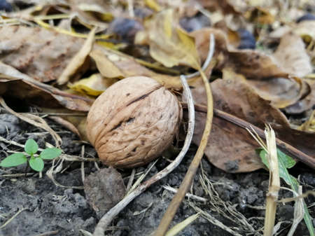 Among the leaves on the ground lies a walnut.の写真素材