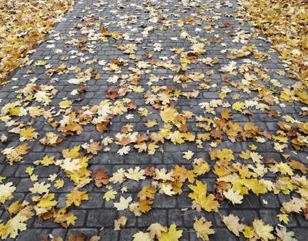 The path in the park is strewn with fallen maple leaves.の写真素材