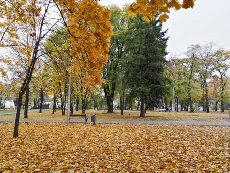 Autumn landscape. The park has golden trees along with evergreens.の写真素材