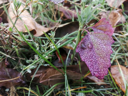A leaf of weeds in drops of water from dew or rain.の写真素材