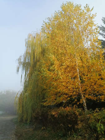 Against the background of fog, yellowed birch looks beautiful.の写真素材