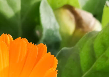 Calendula bud after rain. Around the green leaves.の写真素材