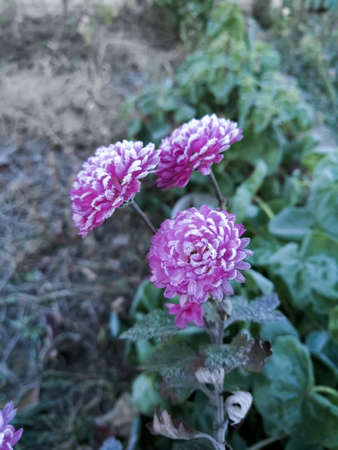 Morning frost covered the flowers of aster or chrysanthemum. The first autumn frosts - winter, snow.の写真素材