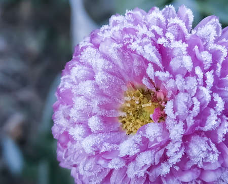 The flower of aster or hrianthem in the crystals of ice is snow frost. The first winter frosts.の写真素材