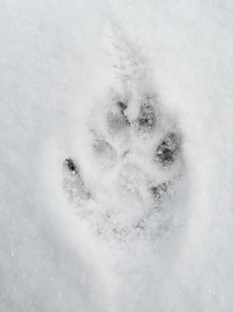 A dogs paw print in the snow.の写真素材